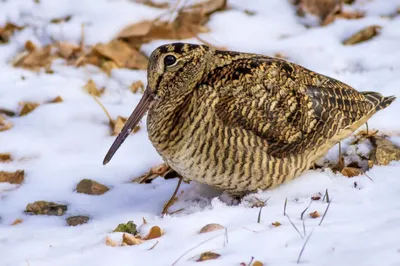Вальдшнеп: фото птицы, видео охоты, описание, как выглядит, звук