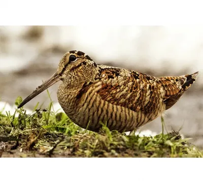 An awkward Eurasian woodcock. Birds with head injuries - YouTube