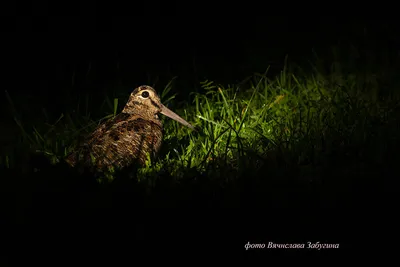 Крупная пестрая птица с длинным клювом - 70 фото