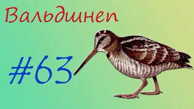 Маленькая, но гордая птица Вальдшнеп: знакомство с лесным куликом, секреты  приготовления и польза дичи для организма | Дикоед - рецепты из дичи | Дзен