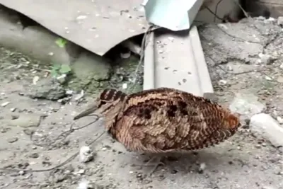 Самую благородную птицу по версии Даля спасли в Воронеже