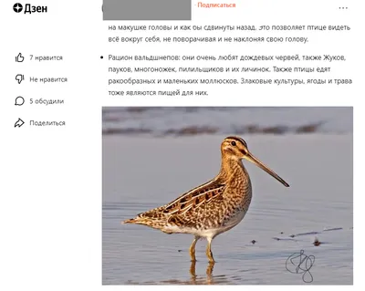 В центре Екатеринбурга заметили птицу из Красной книги - KP.RU