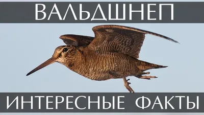 Перо Вальдшнепа. Перья птиц. Цена за набор 9 перьев + мелкие Вальдшнеп  купить в интернет-магазине Ярмарка Мастеров по цене 100 ₽ – QTL2MBY |  Перья, Феодосия - доставка по России