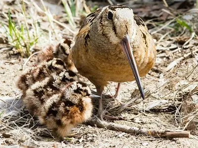 Вальдшнеп, Rusticola вальдшнепа Стоковое Изображение - изображение  насчитывающей вложенность, разводя: 32099161