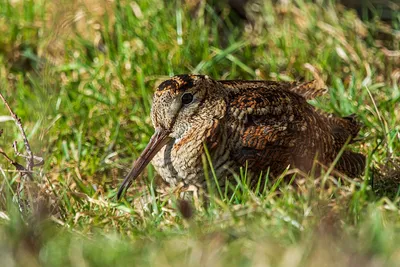 Евроазиатский вальдшнеп (rusticola вальдшнепа) изолированный на белизне  Стоковое Изображение - изображение насчитывающей вальдшнеп, фауна: 52043355