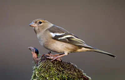 Голоса птиц Как поёт Зяблик (Fringilla coelebs) - YouTube | Зяблик, Птицы,  Лисята