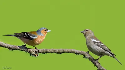 Птица зяблик: описание, внешний вид и фото | ZOODOM