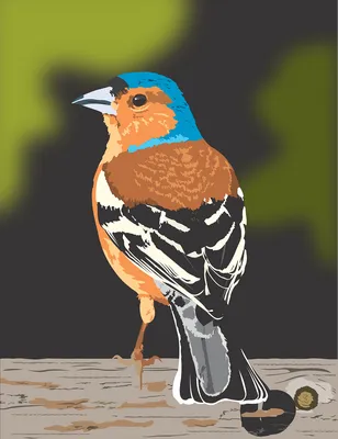Птица Зяблик Природа - Бесплатная векторная графика на Pixabay - Pixabay