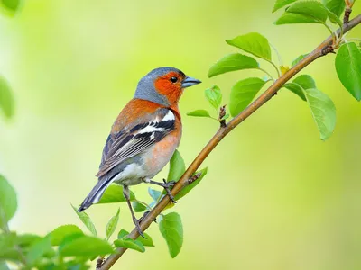 Птица, Попуга-зяблик Tricolored на ветви Стоковое Фото - изображение  насчитывающей естественно, красивейшее: 45208360