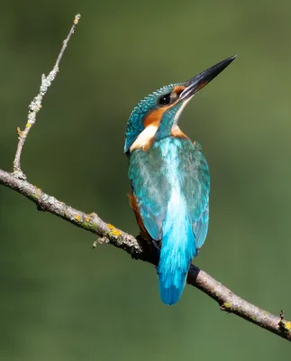 Kingfisher – рыболовные истории | Рыбак mimikron