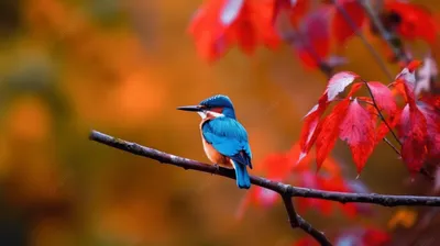 Обыкновенный зимородок.(Alcedo atthis). Photographer Aleksandr Shipilenko