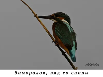 Краснокнижного зимородка спасли томские железнодорожники - Томский Обзор –  новости в Томске сегодня