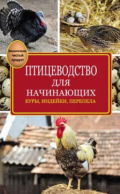 Цыпленок с курами, сельское птицеводство Стоковое Изображение - изображение  насчитывающей головка, свободно: 165262821