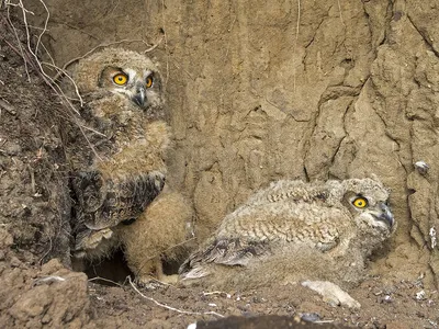 Овсянка-ремез (Ocyris rusticus). Птицы Дальнего Востока России.