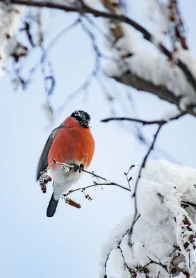Фото: Какие птицы зимуют в Якутске — ЯСИА