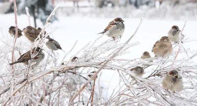 Зимующие птицы Якутии - 63 фото: смотреть онлайн