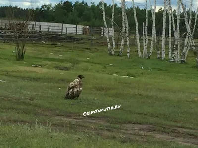 культуры, экономики, светская хроника, криминал и происшествия на сайте  Yakutia Daily.ru