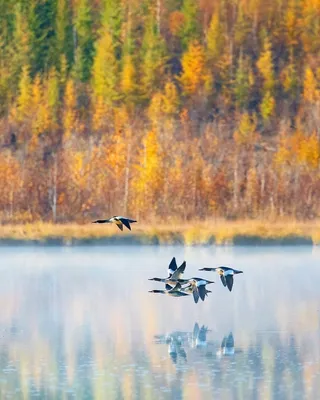 Фламинго в Якутии: Коневоды нашли на замёрзшем озере экзотическую птицу -  фото