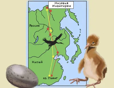 Находка гнезда голубой сороки Cyanopica cyanus в Якутии – тема научной  статьи по биологическим наукам читайте бесплатно текст  научно-исследовательской работы в электронной библиотеке КиберЛенинка