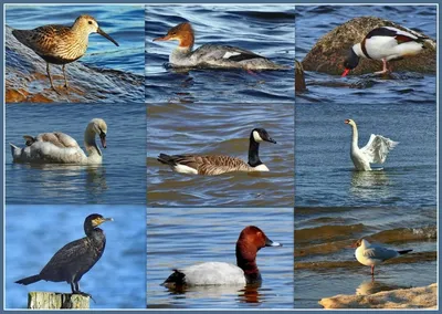 Водоплавающие птицы средней полосы - 61 фото
