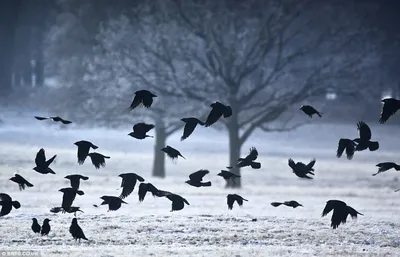Птицы южного урала - 48 фото: смотреть онлайн