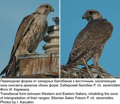 Лесные птицы Южного Урала - 33 фото: смотреть онлайн