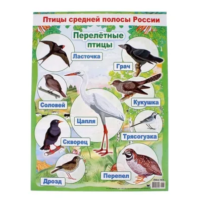 Атлас гнездящихся птиц Калининграда» — Маливи