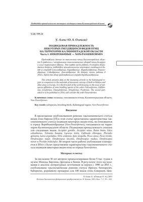 Миграция птиц в Калининградской области началась на две недели раньше срока  - Новости Калининграда - Новый Калининград.Ru