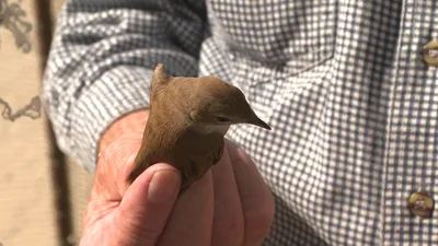 Новые встречи кваквы nycticorax nycticorax и малой белой цапли Egretta  garzetta в Калининградской области – тема научной статьи по биологическим  наукам читайте бесплатно текст научно-исследовательской работы в  электронной библиотеке КиберЛенинка