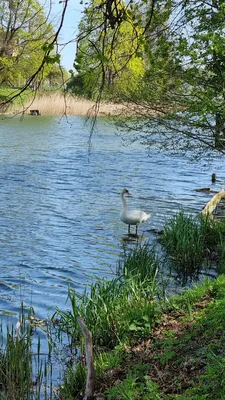 Производства мяса птицы в Калининградской области выросло на 20% — РБК