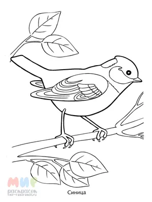 Иллюстрация 3 из 29 для Раскраска. Перелетные птицы | Лабиринт - книги.  Источник: Лабиринт