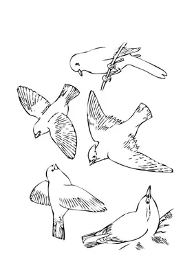 ЮВЕНТА - Волшебные птицы: раскраска. Скорпена Х.Р.