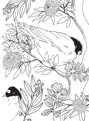 Раскраски Раскраска природа скворец на ветке Птицы, Раскраска перелетные птицы  раскраска Птицы.