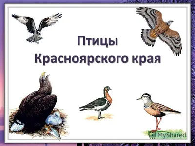 Птицы красноярского края - картинки и названия птиц