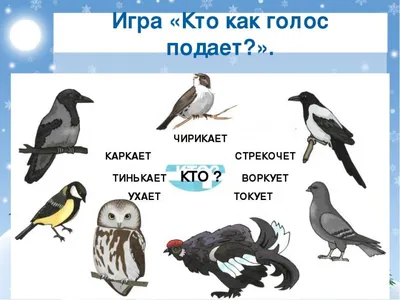 Бердвотчинг в Крыму. Большой отчет о зимнем птицетуре
