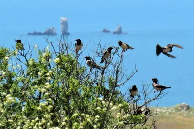 Птицы Крыма Фото И Названия – Telegraph