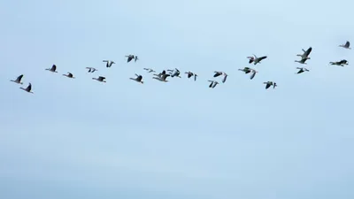 9 октября - Всемирный день перелетных птиц - Государственное автономное  учреждение Республики Крым