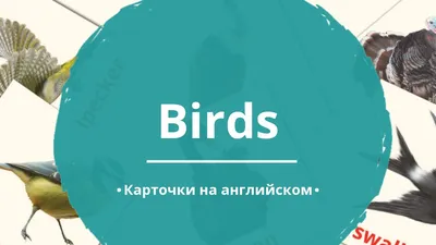 29 Бесплатных Картинок Птицы для Обучения на Английском | PDF