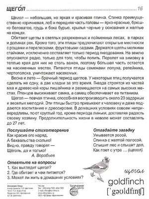 Тип Работы Английский Спрингерспаниель Нести Pheasant — стоковые фотографии  и другие картинки Фазан - Дичь - iStock