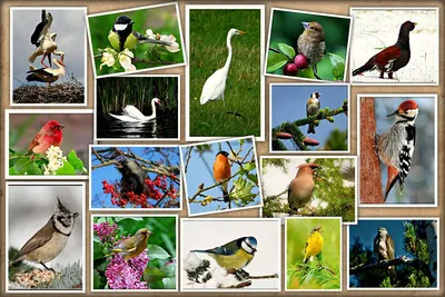 Птицы нашего края картинки - 69 фото