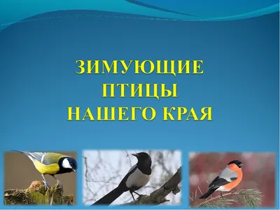 Интерактивной игре «Звери и птицы нашего края»