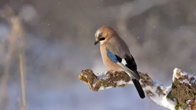 Лесные птицы - фото с названиями пермского края