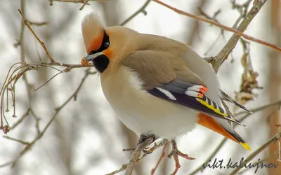 Зимние птицы Пермского края - 35 фото: смотреть онлайн