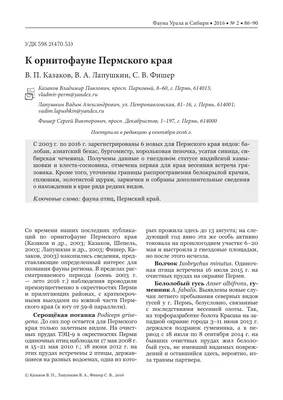 В Пермском крае обнаружили фламинго » Вечерние ведомости