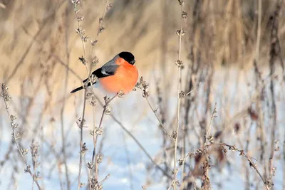 Какие птицы остаются в Перми на зимовку и чем их можно покормить - KP.RU