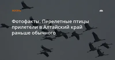 Какие птицы прилетают на зиму в Беловежскую пущу. Посмотрим?