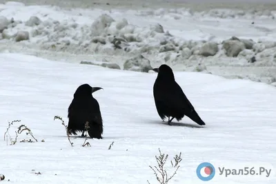 В Днепре заметили экзотических птиц | ВЕСТИ