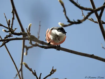 Птицы прилетели