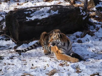 10 главных животных Приморья