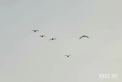 Сирийский дятел–новые фото из Рязанской области « Fotoparus